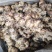 大量供应田林县大肉姜