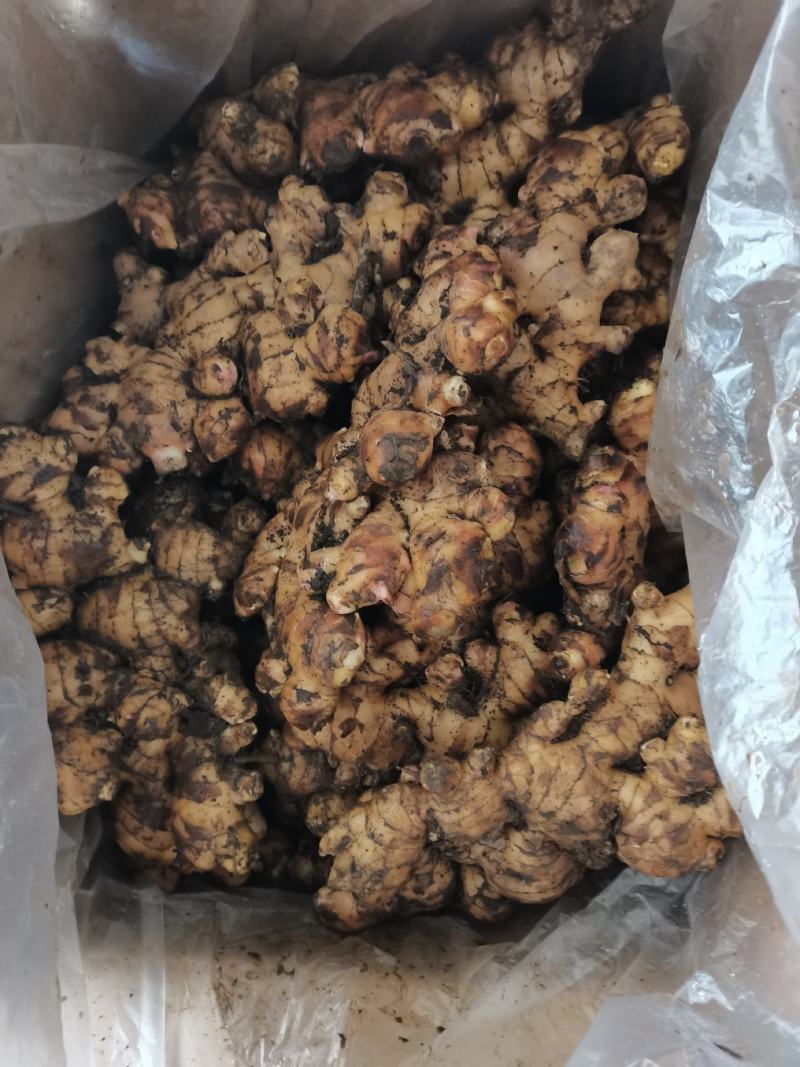 大量供应田林县大肉姜