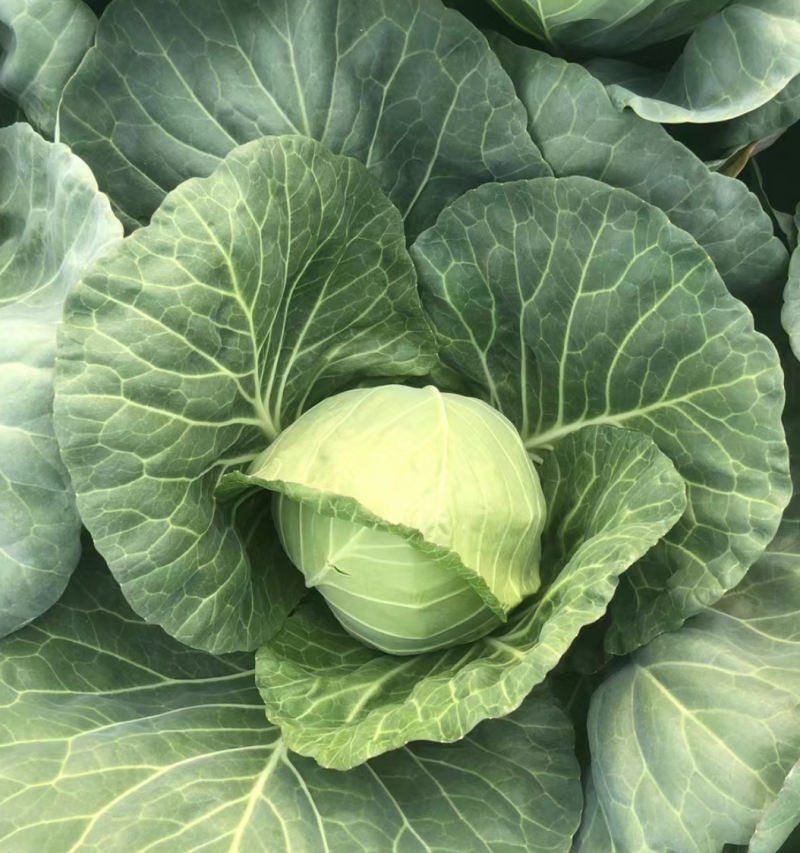 【甘蓝】湖北旺旺甘蓝圆包菜个头均匀一手货源