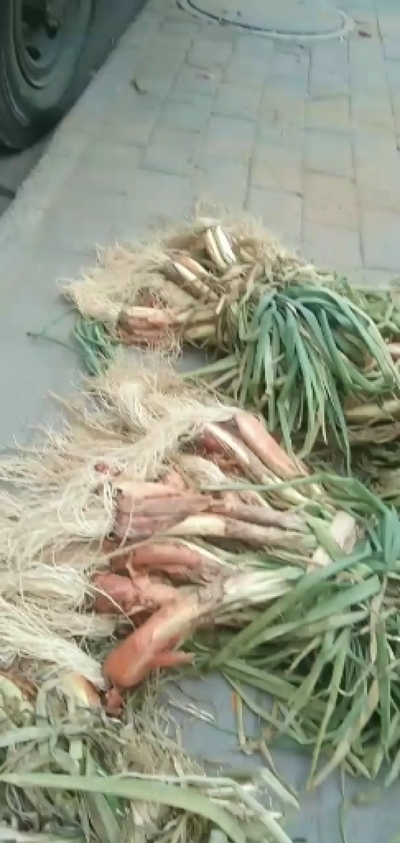山地红葱！红薯