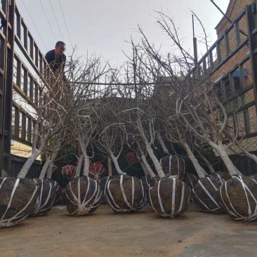 精品主干石榴树，丛生石榴树，石榴树哪里有