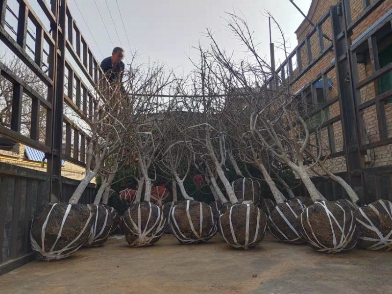 精品主干石榴树，丛生石榴树，石榴树哪里有