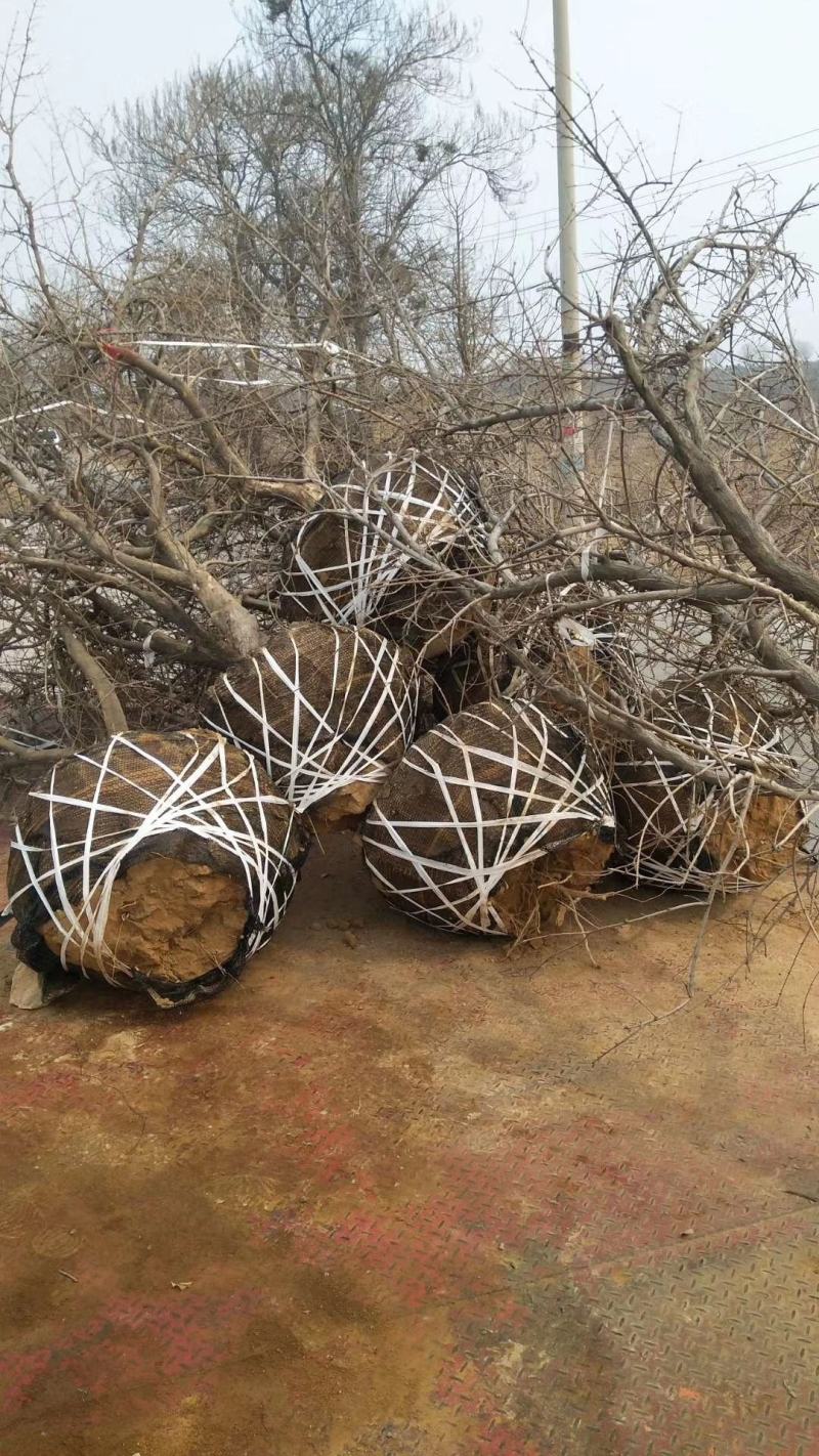 精品主干石榴树，丛生石榴树，石榴树哪里有