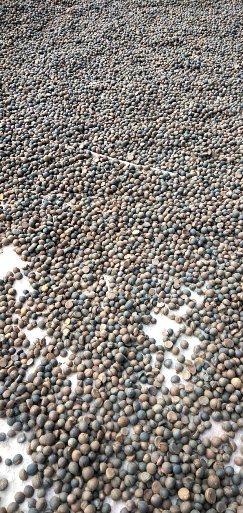 好货山茶油