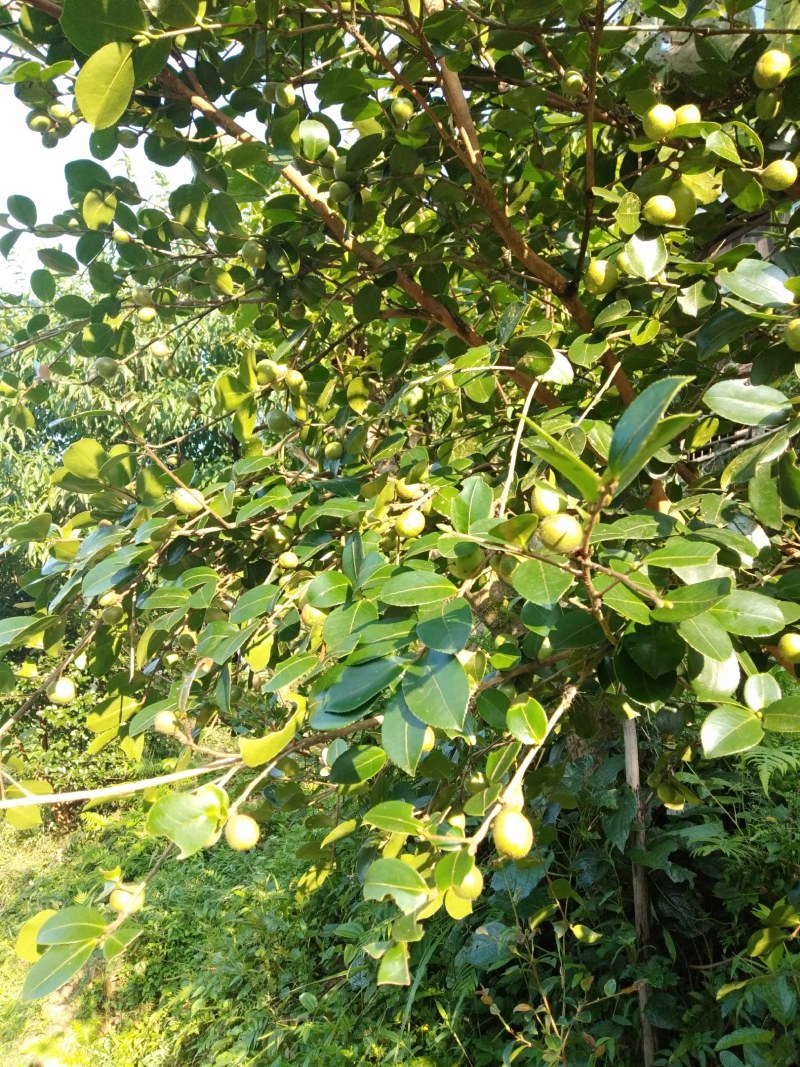 好货山茶油