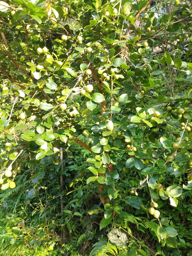 好货山茶油