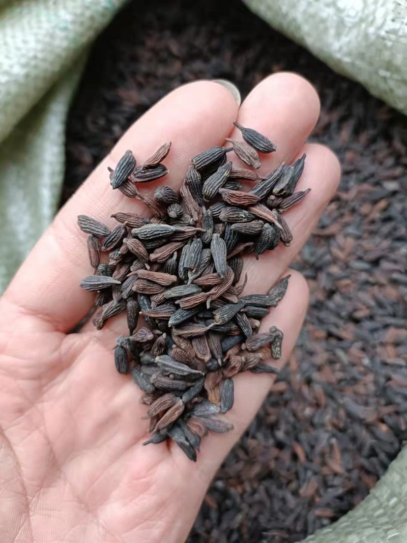 百部种子红花对叶大百部种子紫花百部种子提供种植技术