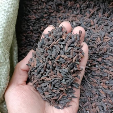 百部种子红花对叶大百部种子紫花百部种子提供种植技术