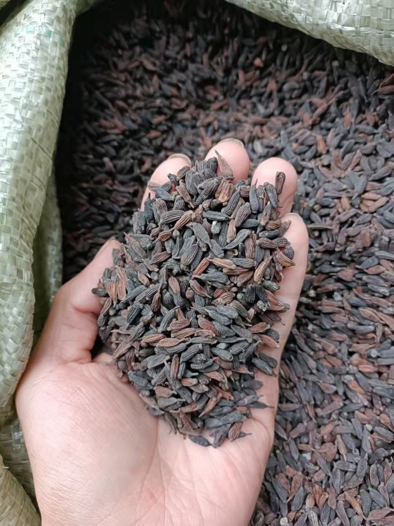 百部种子红花对叶大百部种子紫花百部种子提供种植技术