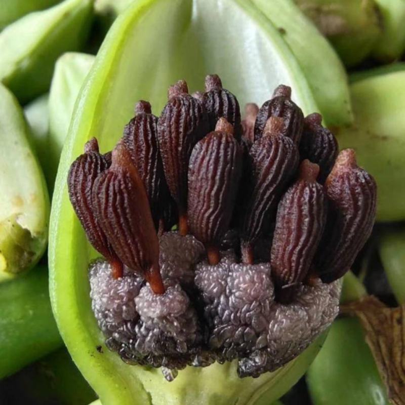 百部种子红花对叶大百部种子紫花百部种子提供种植技术