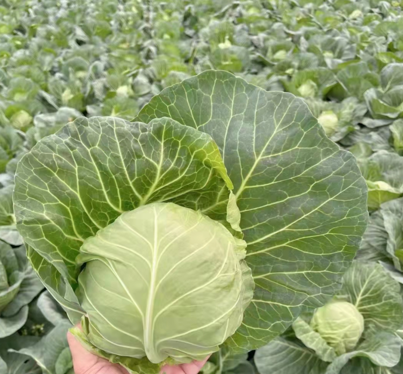【精品】湖北圆包菜甘蓝，大量有货欢迎新老客户合作