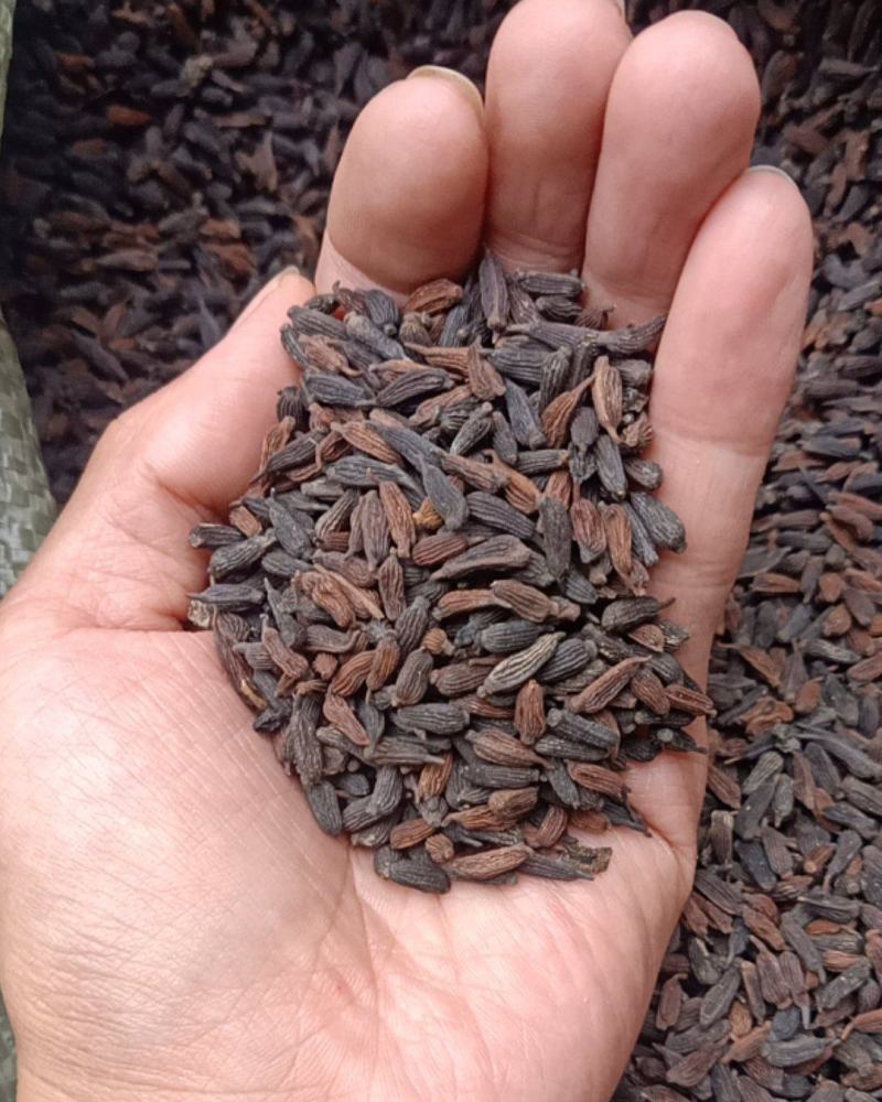 百部种子红花对叶大百部种子紫花百部种子提供种植技术