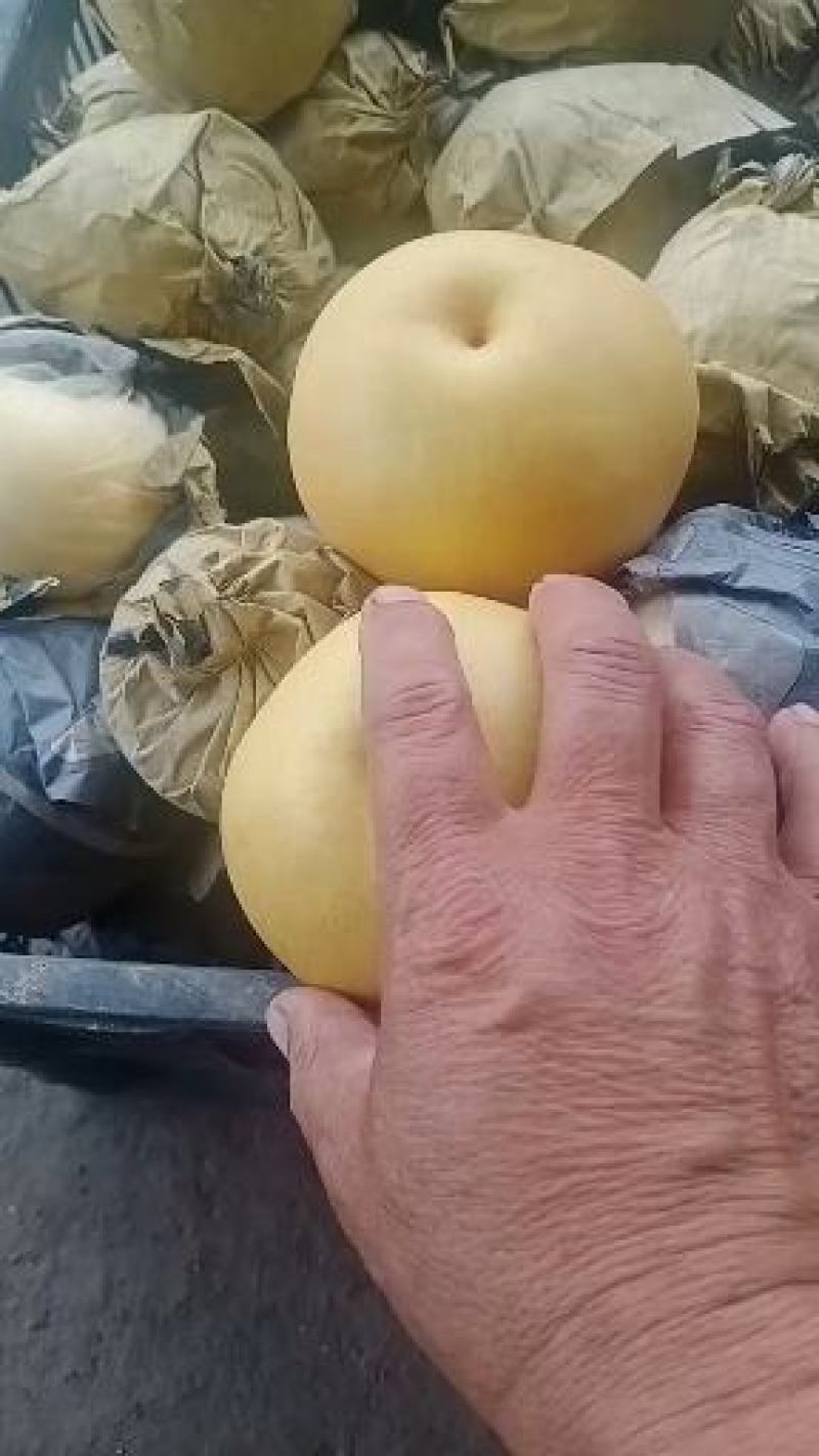 晚秋黄梨大量上市，河南产地直发量大保甜欢迎来电采购