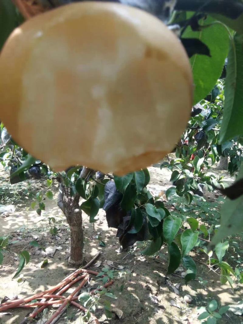 晚秋黄梨大量上市，河南产地直发量大保甜欢迎来电采购