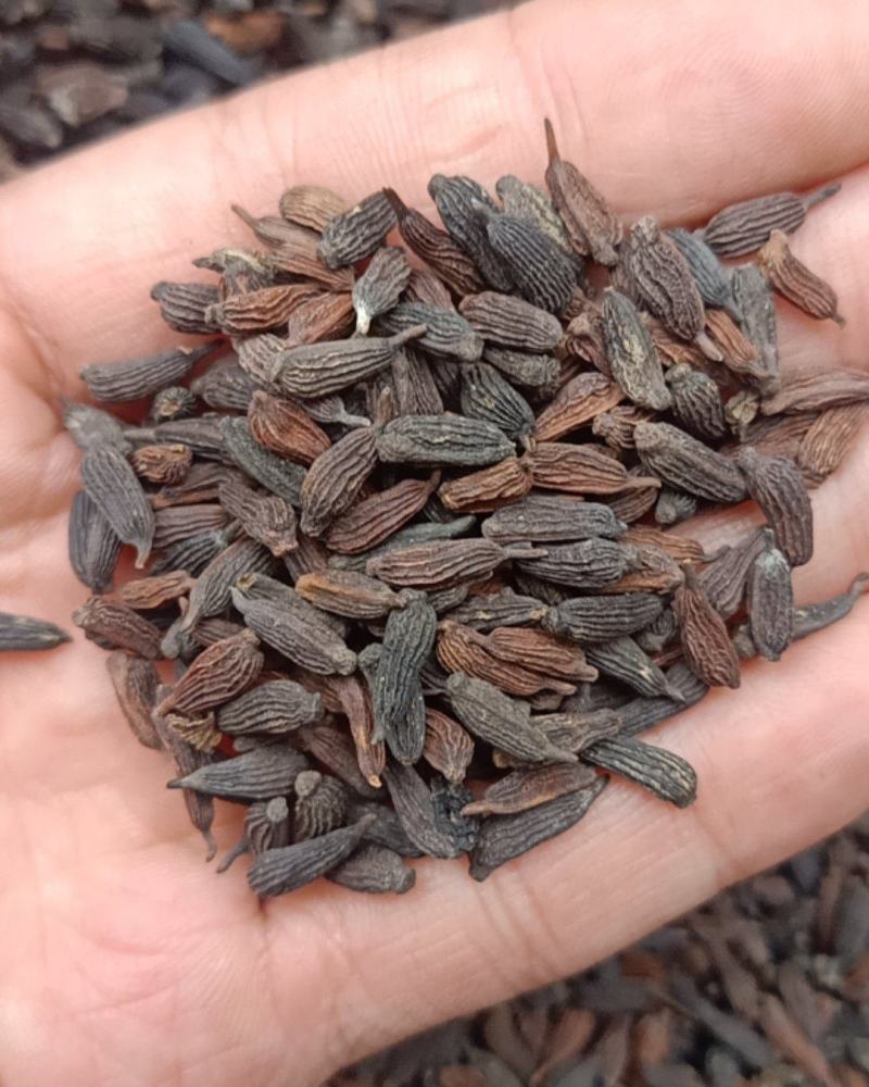百部种子红花对叶大百部种子紫花百部种子提供种植技术