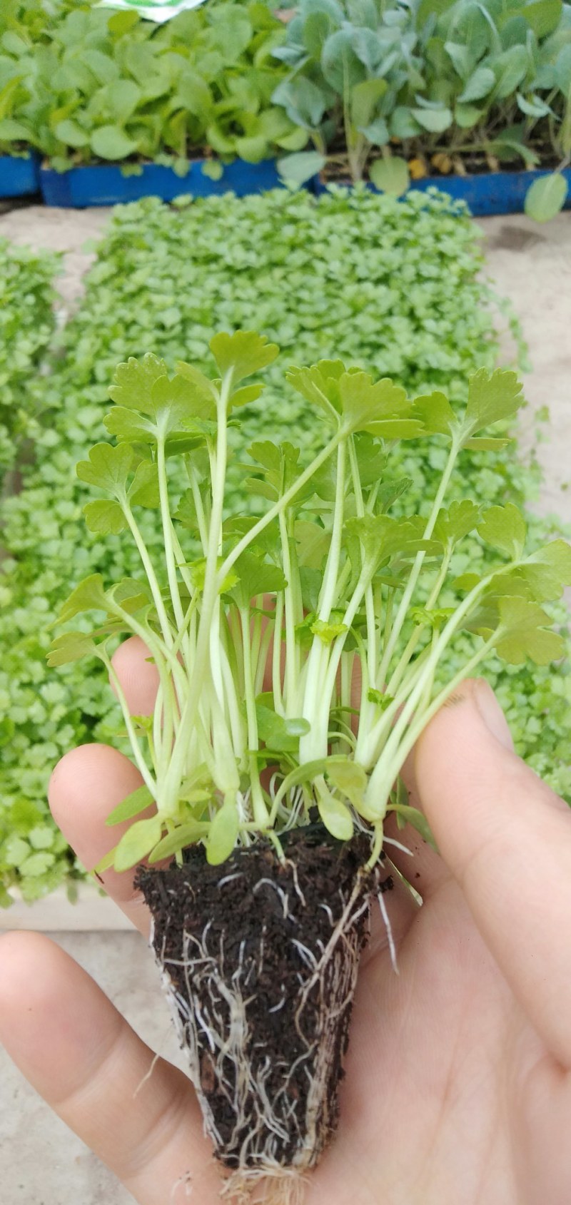 芹菜苗，西芹苗，汉芹苗，各种蔬菜苗，品种好，根细发达