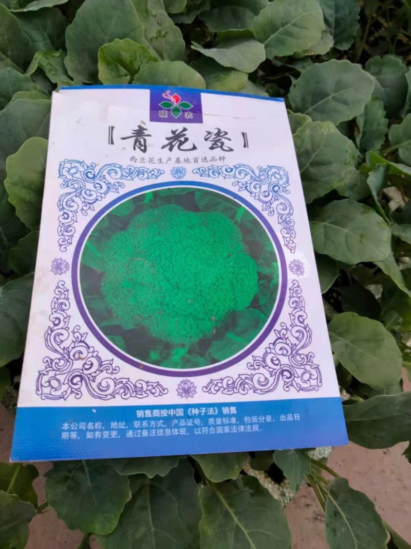 芹菜苗，西芹苗，汉芹苗，各种蔬菜苗，品种好，根细发达