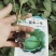 芹菜苗，西芹苗，汉芹苗，各种蔬菜苗，品种好，根细发达