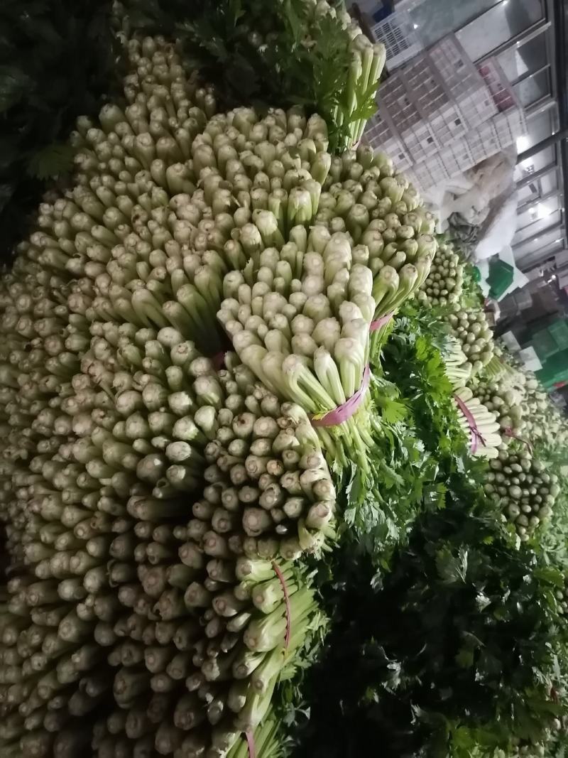 芹菜，西芹，聊城产地，芹菜大量供货，货源大，支持各种包发