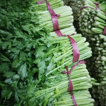芹菜，西芹，聊城产地，芹菜大量供货，货源大，支持各种包发