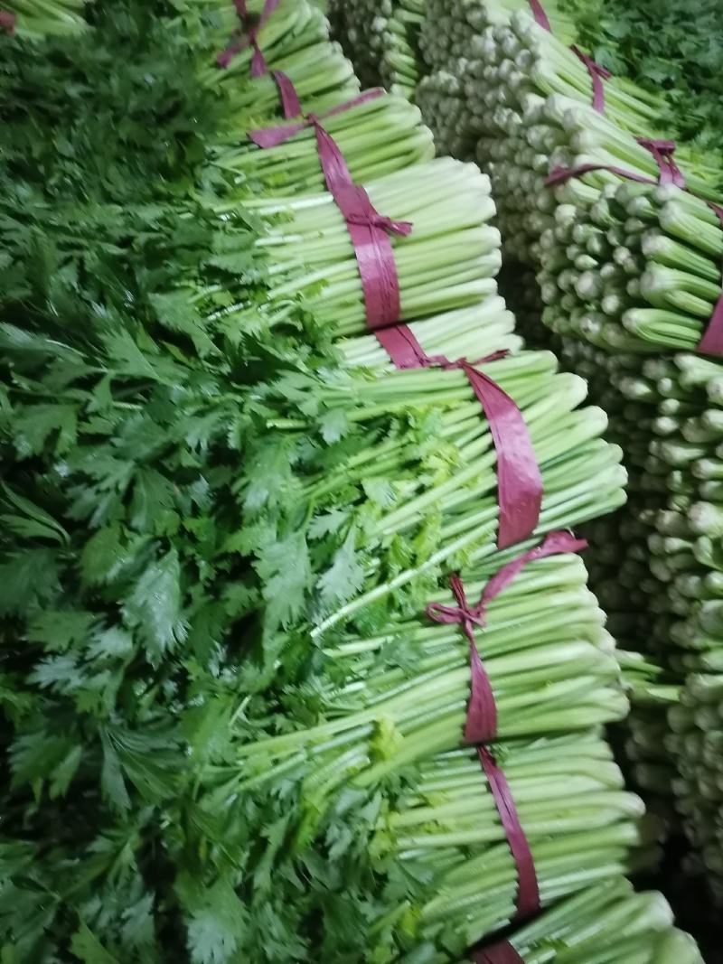 芹菜，西芹，聊城产地，芹菜大量供货，货源大，支持各种包发