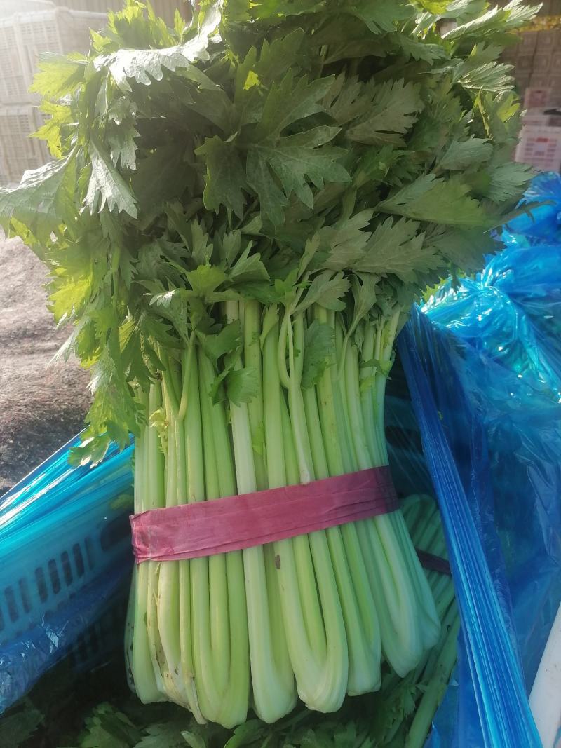芹菜，西芹，聊城产地，芹菜大量供货，货源大，支持各种包发