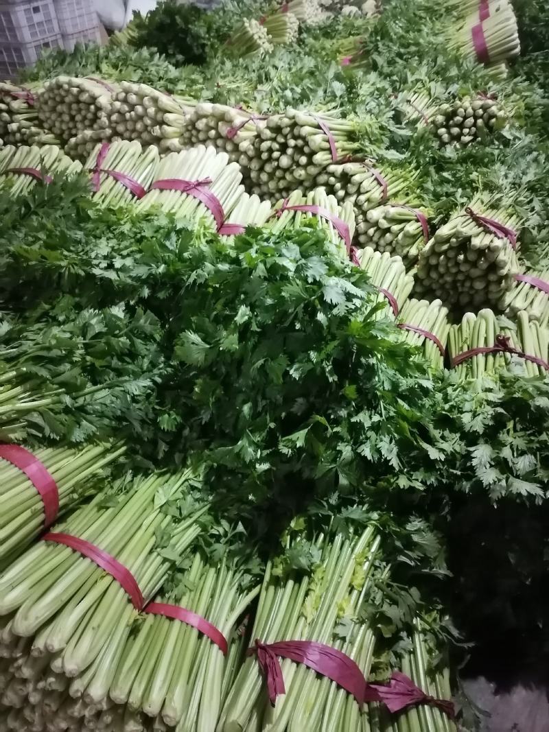 芹菜，西芹，聊城产地，芹菜大量供货，货源大，支持各种包发