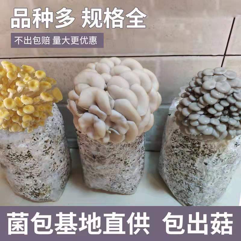 榆黄蘑菌种、榆黄菌包、白灵菇、白菌菇、菌包批发。