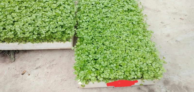 芹菜苗，西芹苗，汉芹苗，各种蔬菜苗，品种好，根细发达