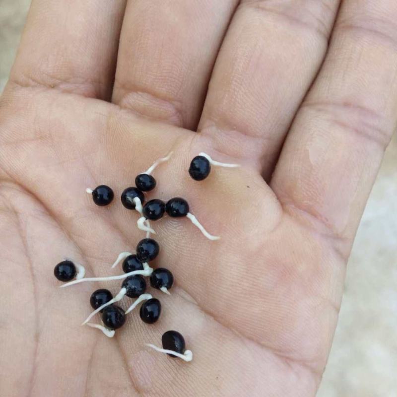 天冬种子云南大天门冬去皮净籽小天冬种子保证发芽率