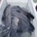 湖北青鱼[深水库原生态喂养黑鲩青鱼]