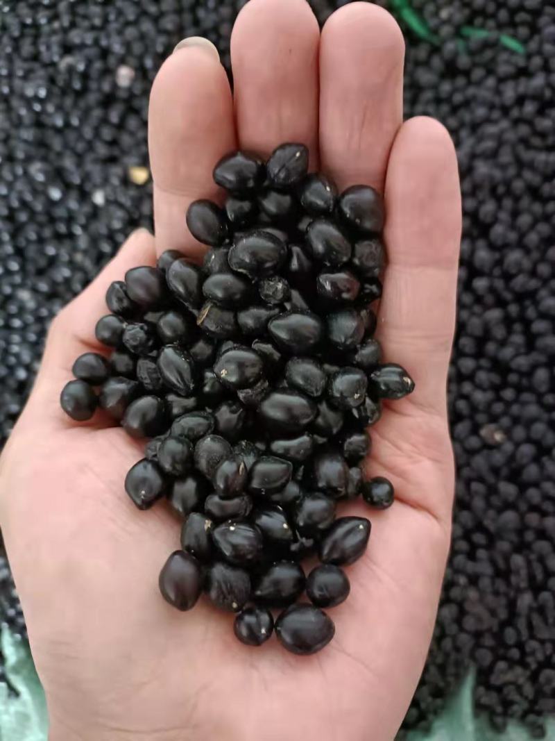 山豆根种子颗粒饱满发芽率95%云南苦参提供技术