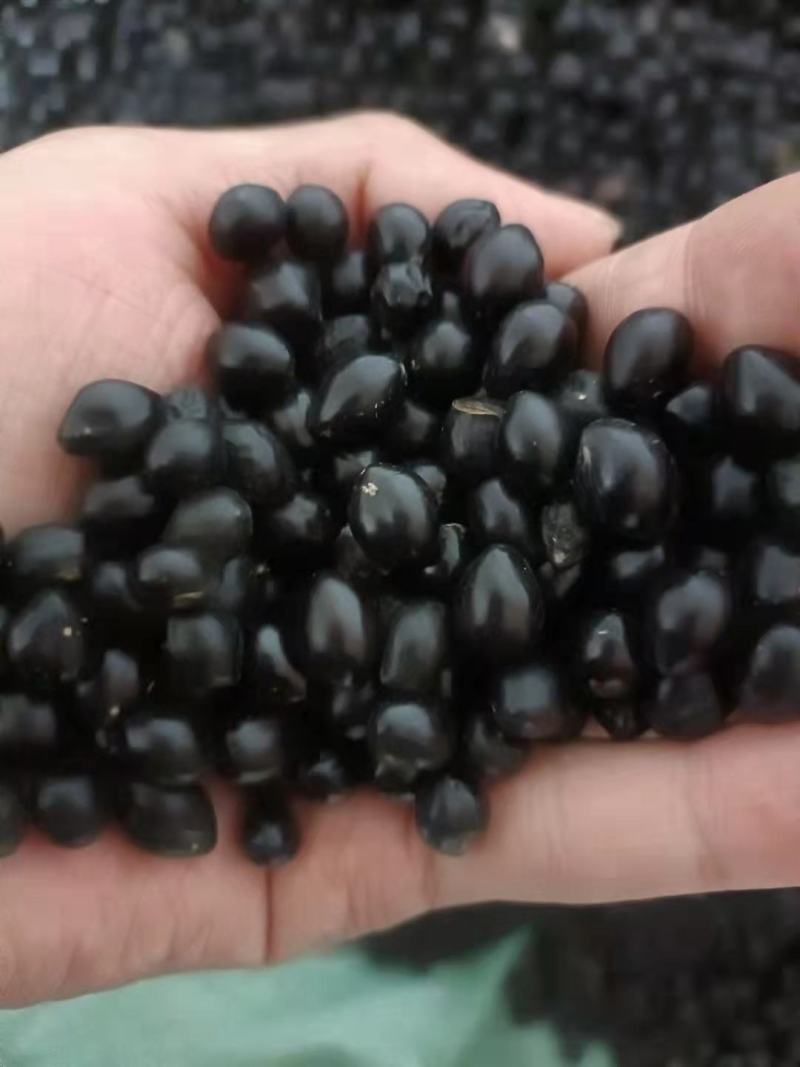 山豆根种子颗粒饱满发芽率95%云南苦参提供技术
