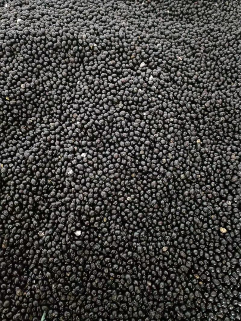 山豆根种子颗粒饱满发芽率95%云南苦参提供技术