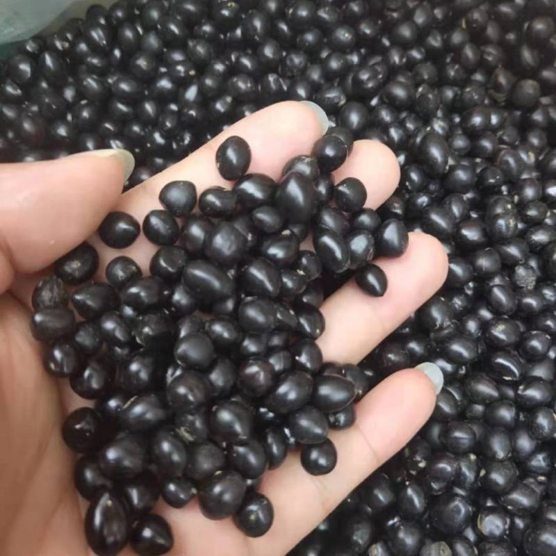 山豆根种子颗粒饱满发芽率95%云南苦参提供技术