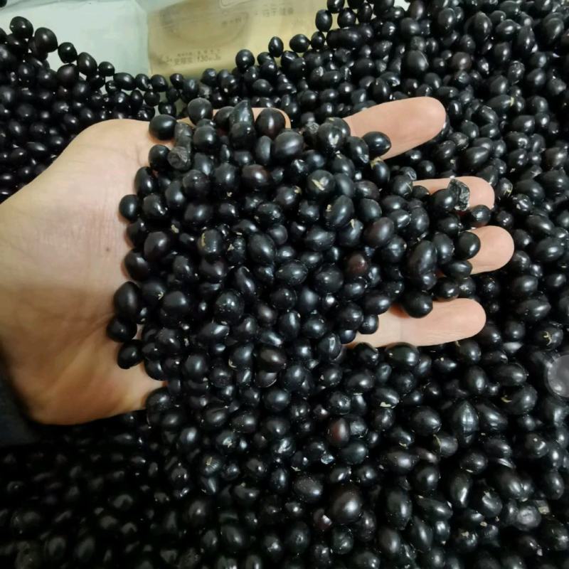 山豆根种子颗粒饱满发芽率95%云南苦参提供技术