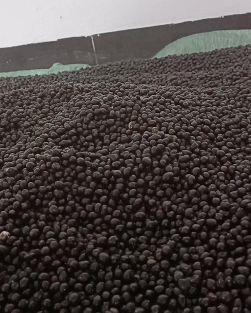 山豆根种子云南苦参种子颗粒饱满发芽率95%提供技术