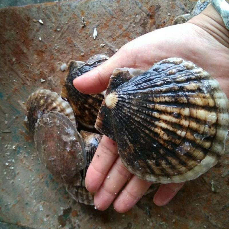 大扇贝扇贝鲜活带壳海鲜水产新鲜扇贝肉扇贝批发贝类烧烤专用