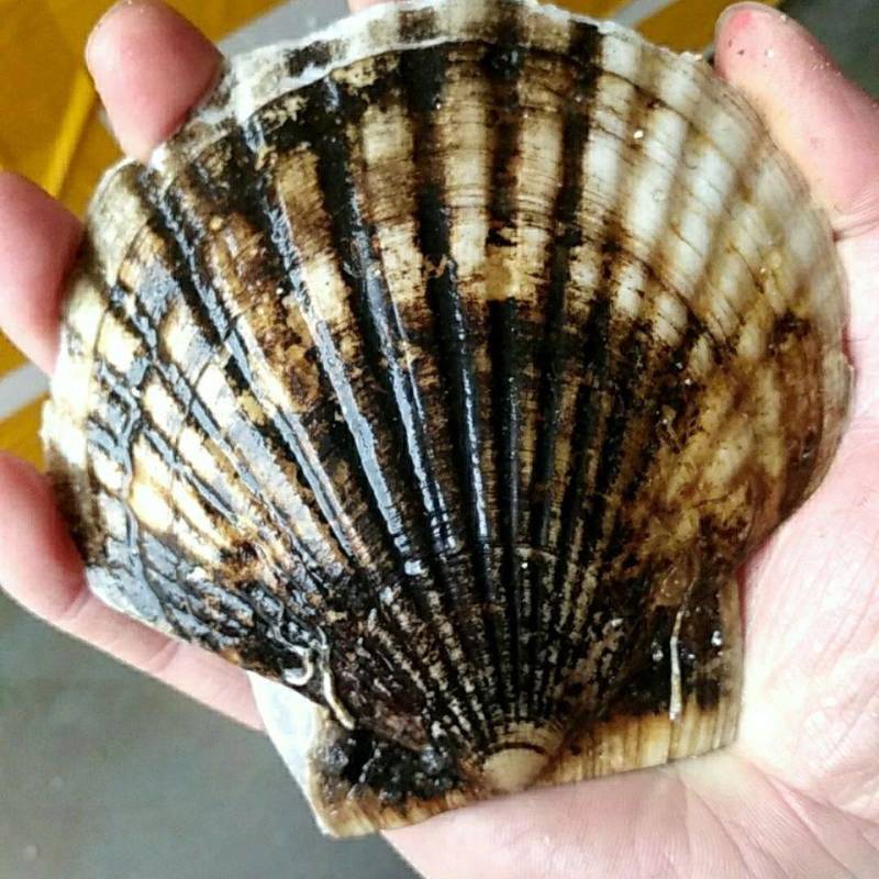 大扇贝扇贝鲜活带壳海鲜水产新鲜扇贝肉扇贝批发贝类烧烤专用
