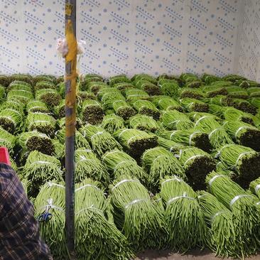 云南豇豆，长豆角已上市！每天50吨出货量，欢迎采购！