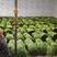 云南豇豆，长豆角已上市！每天50吨出货量，欢迎采购！