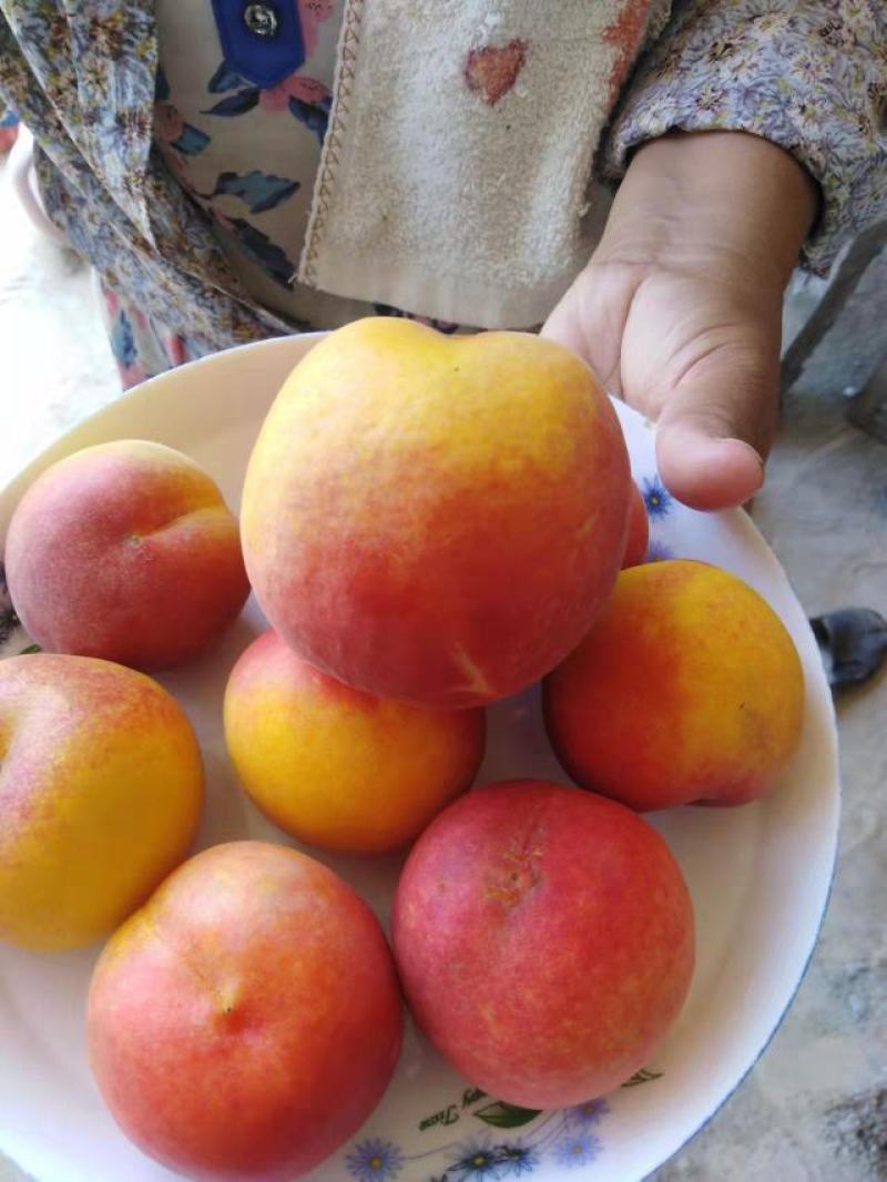 油桃苗，毛桃苗