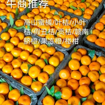 蜜橘，国庆一号早熟蜜橘，高山蜜橘，，无籽细皮，甜蜜多汁