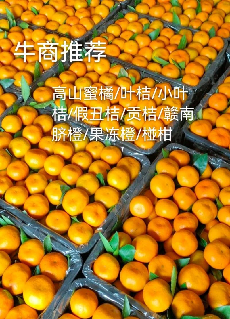 蜜橘，国庆一号早熟蜜橘，高山蜜橘，，无籽细皮，甜蜜多汁