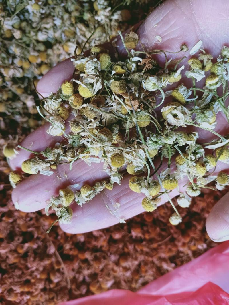甘菊，洋甘菊正品无硫质量保证，经营各种中药材欢迎咨询购买