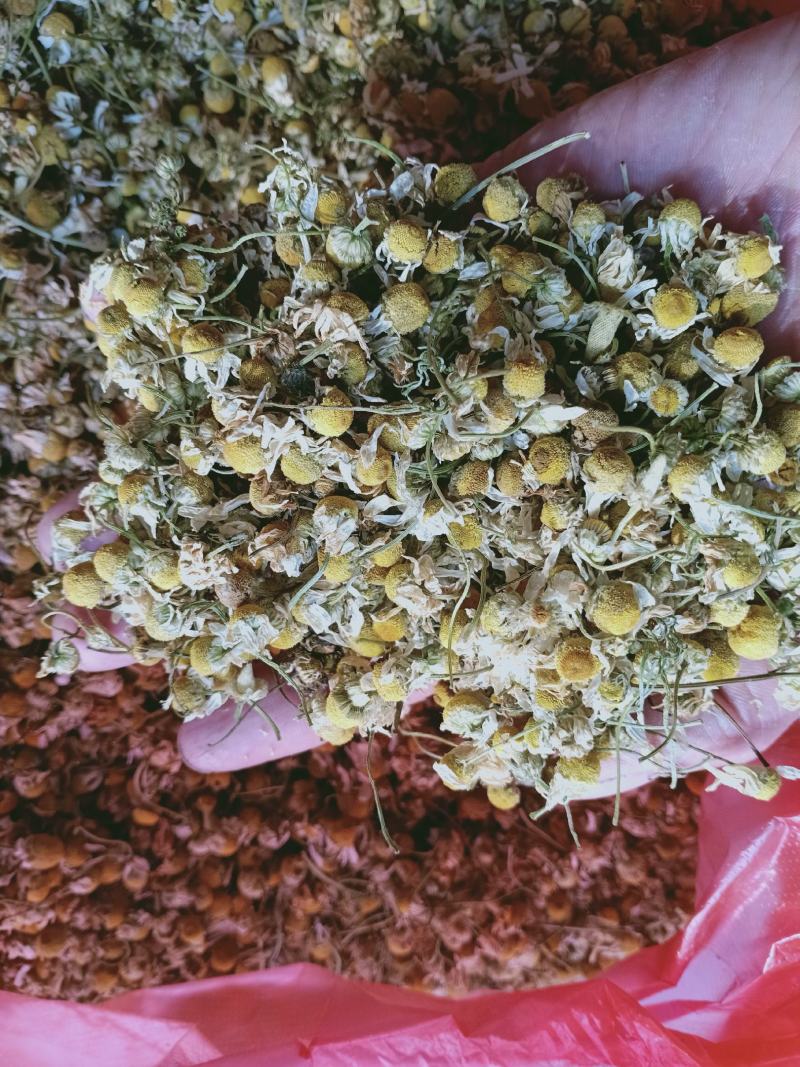 甘菊，洋甘菊正品无硫质量保证，经营各种中药材欢迎咨询购买