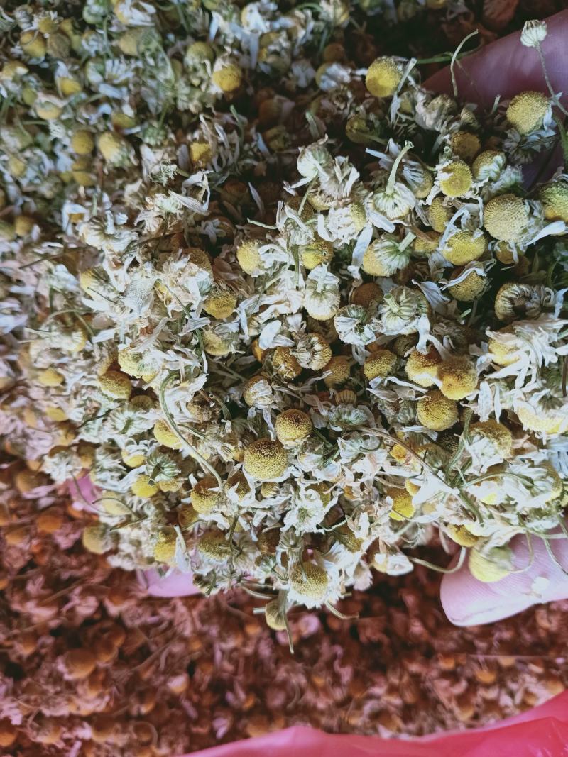 甘菊，洋甘菊正品无硫质量保证，经营各种中药材欢迎咨询购买
