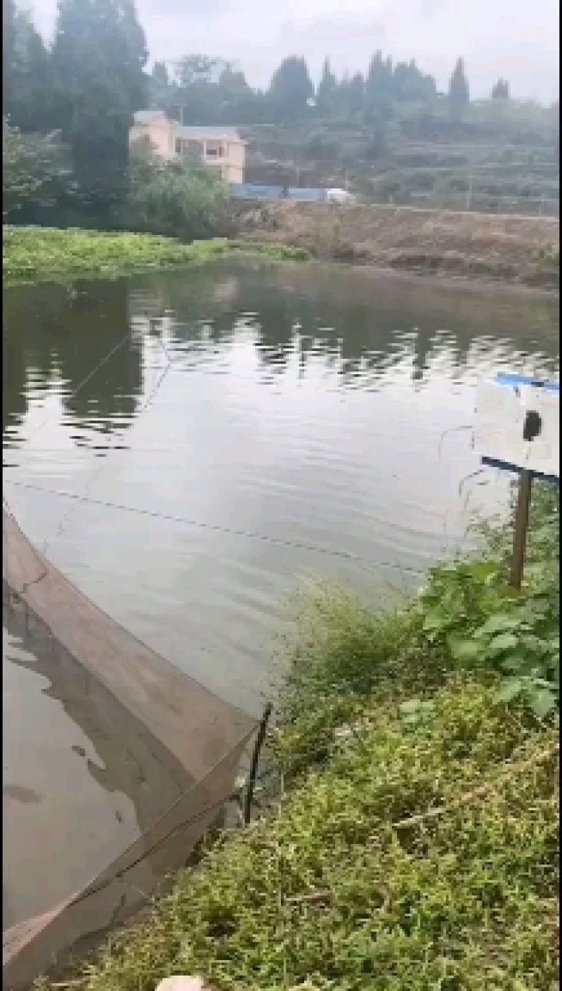 四川银鳕鱼成品鱼专业养殖场品质保证