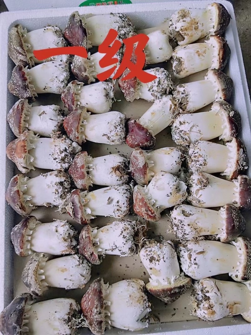 新鲜姬松茸