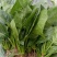 大叶菠菜